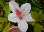 Identification par les fleurs !