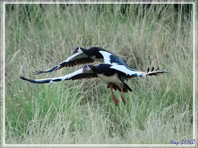 Oie-armée de Gambie, Spur-winged Goose (Plectropterus gambensis) - Fleuve Zambèze - Zimbabwe