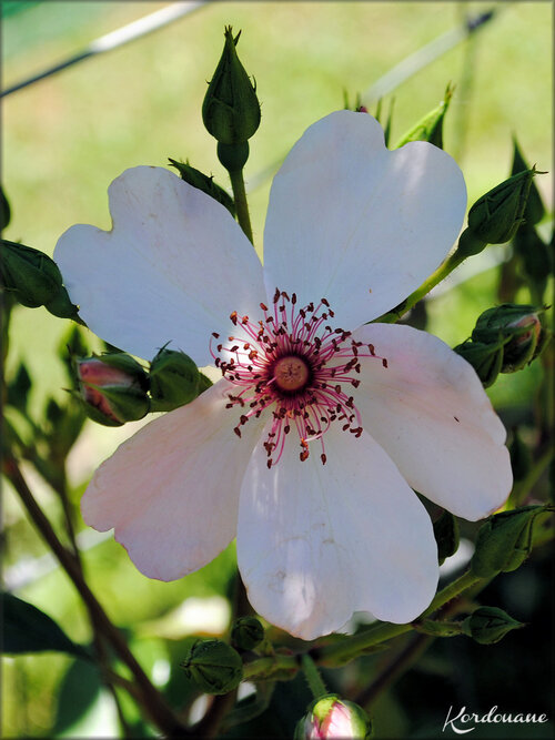 Photos de Roses diverses (fleur-flore)