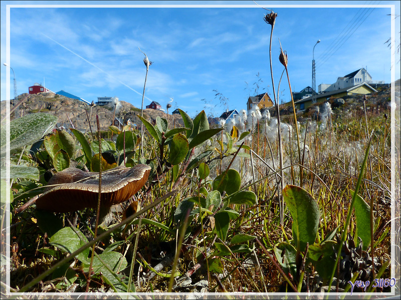 Linaigrettes et champigon - Sisimiut - Groenland