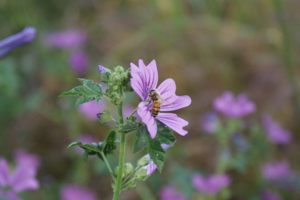 Le mauve