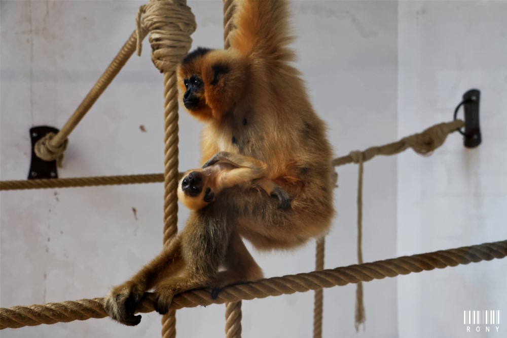 Gibbon à joues jaunes