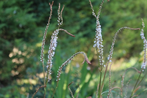 Persicaria amplexicaulis alba