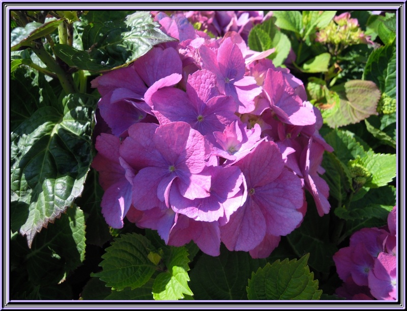 Belles fleurs rencontrées lors de nos vacances en Bretagne