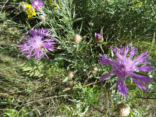 Fleurs roses