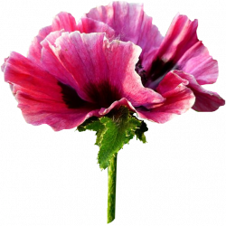 Tubes Fleurs - Divers