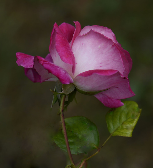 Votre photo préférée du 10 novembre 2021