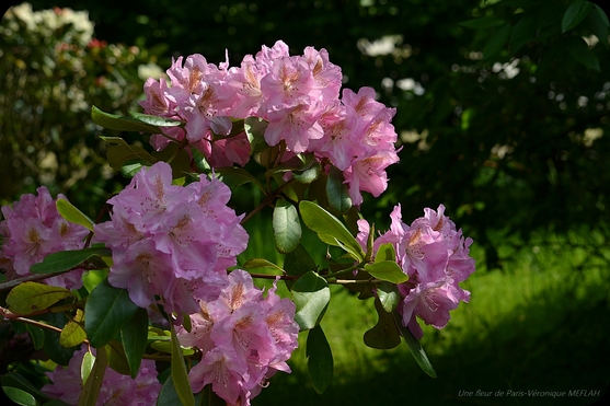 Rambouillet : Les derniers Rhododendrons 