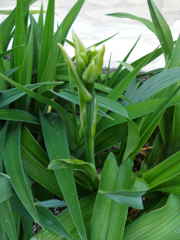 un petit tour au jardin.....