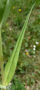 Stellaria holostea - stellaire holostée