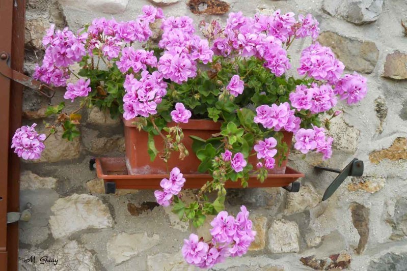 geranium-0094.jpg