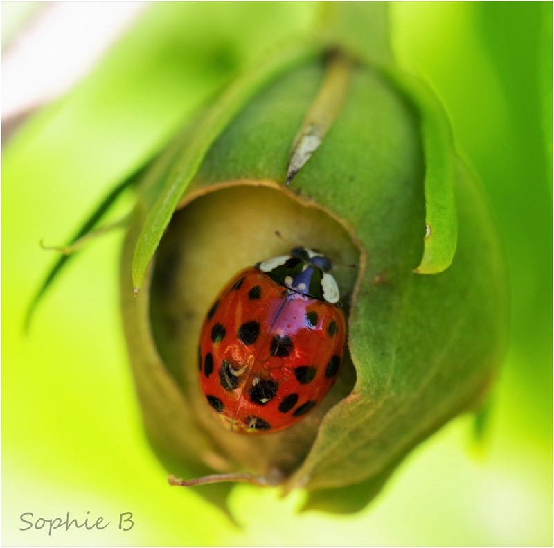 Une vie de coccinelle .