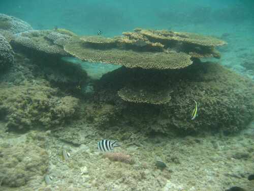 Rêverie sous-marine à La Réunion