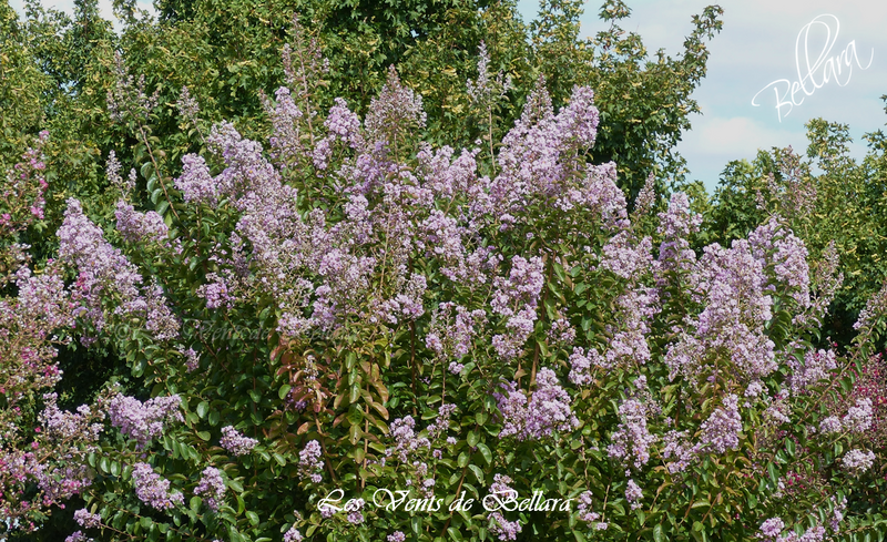 Jardin du Mail de Angers - 16