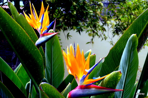 Madère : jardin et musée de la Quinta à Funchal ... n28