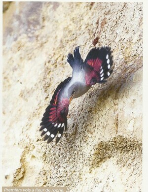 Le Tichodrome échelette,- l'oiseau papillon- à Nantes !