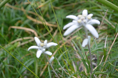 Les Gloriettes 20 juillet 2014