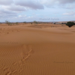 Balade en Dromadaire - Desert marocain