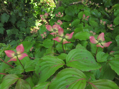 Jardin d'ailleurs... chez Laurence