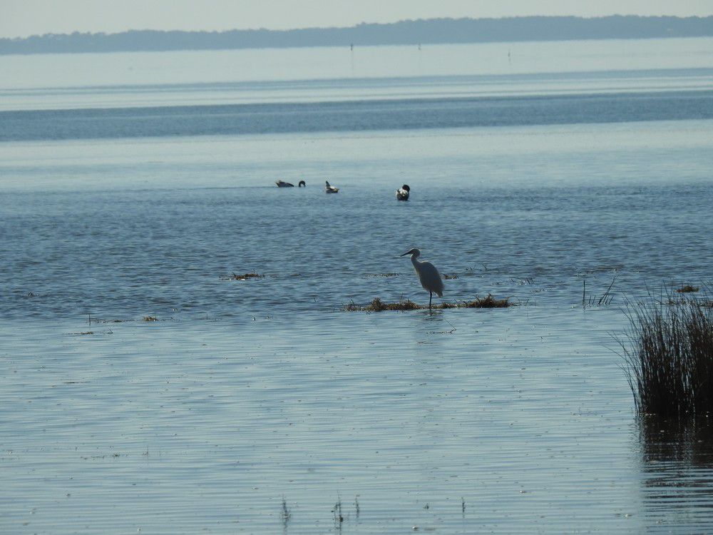 Aigrette garzette sur son ilot - février 2023...