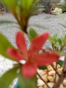 Identification par les fleurs !