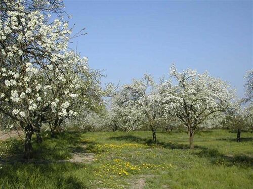 Mirabelliers de LORRAINE