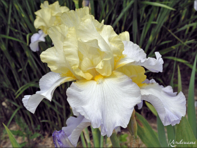 Photos de massifs d'iris (fleurs-flore)