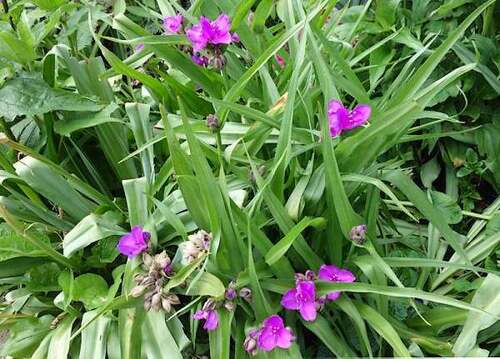 Fleurs cultivées : Ephémère