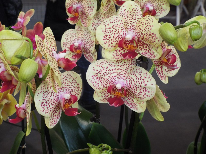 Orchidées 