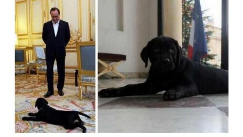 Les malheurs de la chienne de François Hollande.