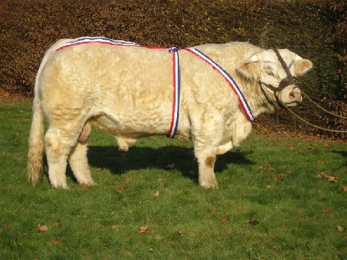 Bacchus