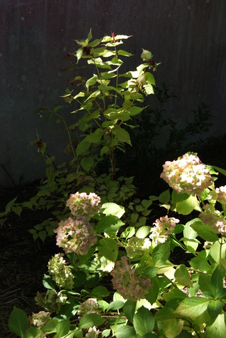 hydrangea Mme Emile Mouillère et leycesteria formosa 'Golden lanterns'