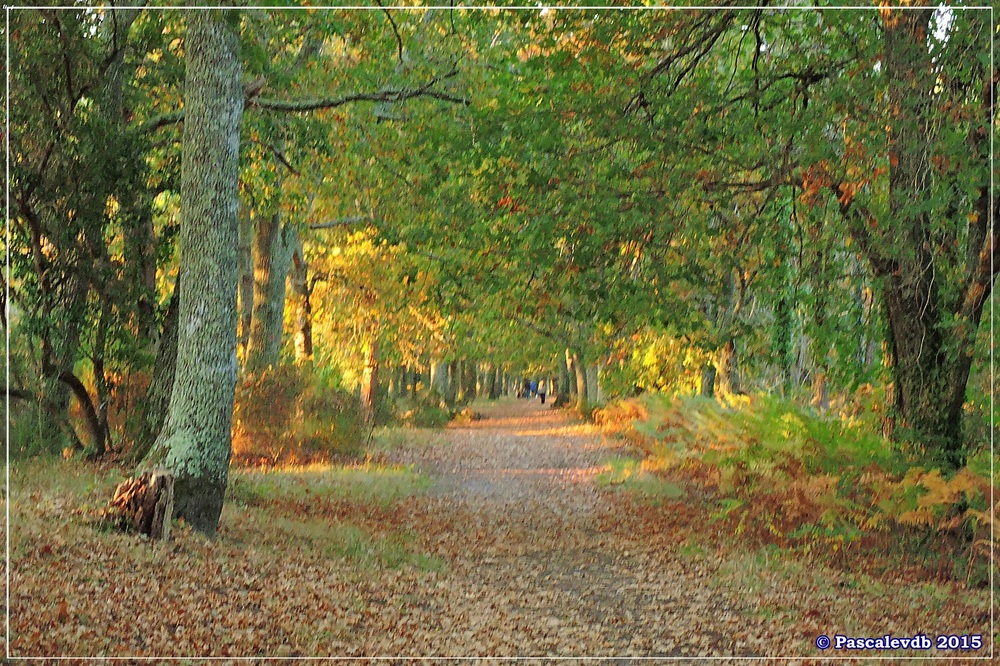 Automne au parc de la Chêneraie à la Hume - Octobre 2015 - 6/7