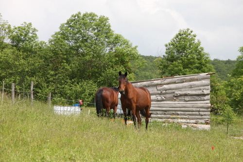 27.05.2024.Rando Vic le Comte 11 kms