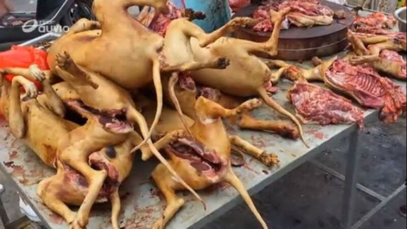 Yulin : la viande de chien, son festival, ses opposants