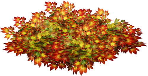 Feuilles d'automne 6