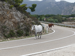 chevaux en liberté sur la route