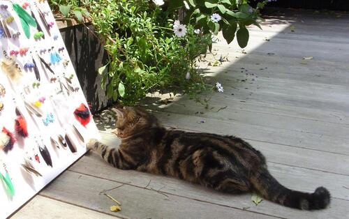 chat qui joue avec des boucles d'oreilles plumes