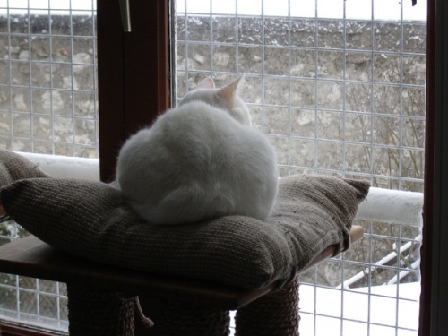 Ma petite Chérie regarde la neige tomber...