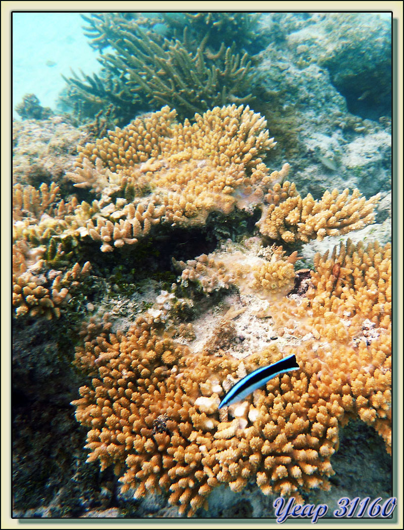 Labre nettoyeur commun (Labroides dimidiatus) - Lagon des Tipaniers - Moorea - Polynésie française