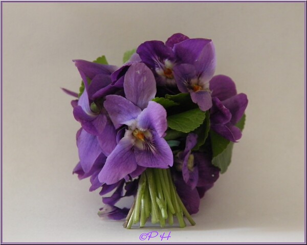 Bouquet de Violettes odorantes