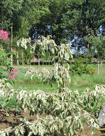 De la couleur au nouveau jardin