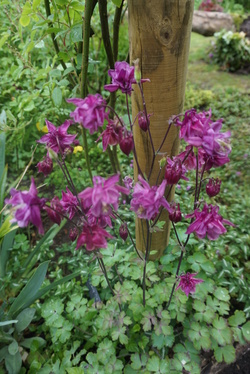 Mise en beauté du jardin d'André Eve