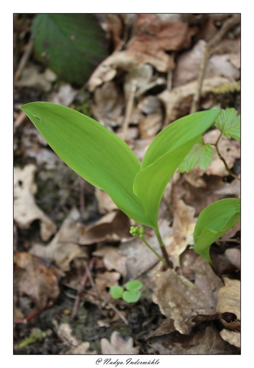 Le muguet