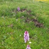 Orchis tacheté (Dactylorhiza maculata)