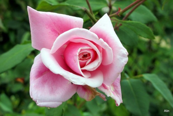 w06 - Belle rose