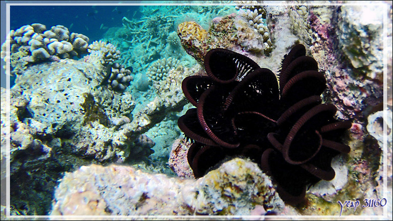 Comatule de Schlegel noire au repos (Comaster schlegelii) - Snorkeling à Athuruga - Atoll d'Ari - Maldives