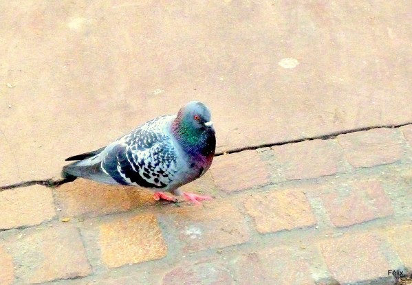 y02 - Le pigeon