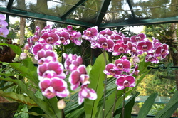 Orchidées de Singapour