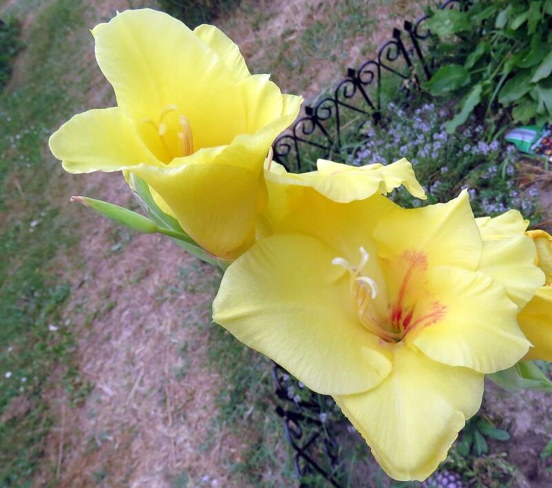 Mes fleurs du jardin en Juin